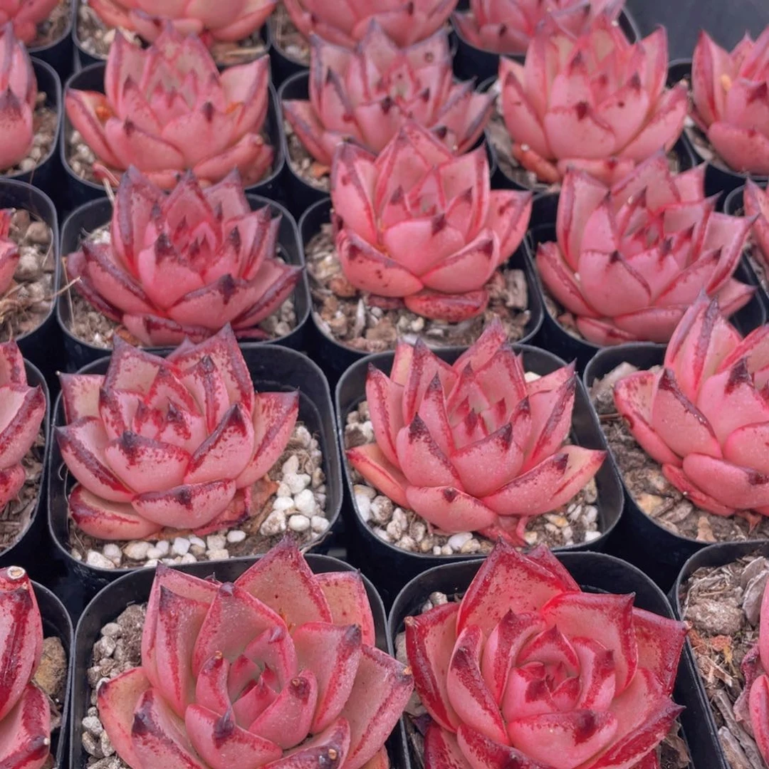 量拍33号 罗密欧金牛座单头一个