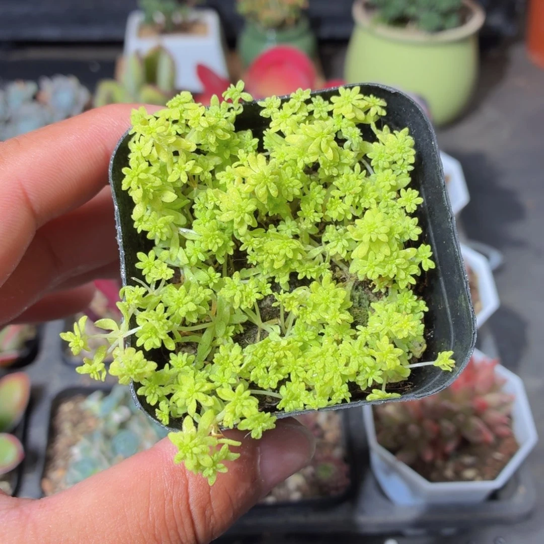 黄金草多肉9.9包邮发货