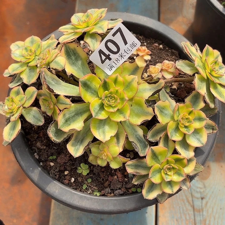 凤***候407太阳神诺米多肉法师锦不包侧枝断枝