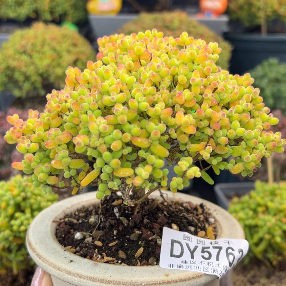 dy5763精控金桔糖球冠幅11.5cm带盆