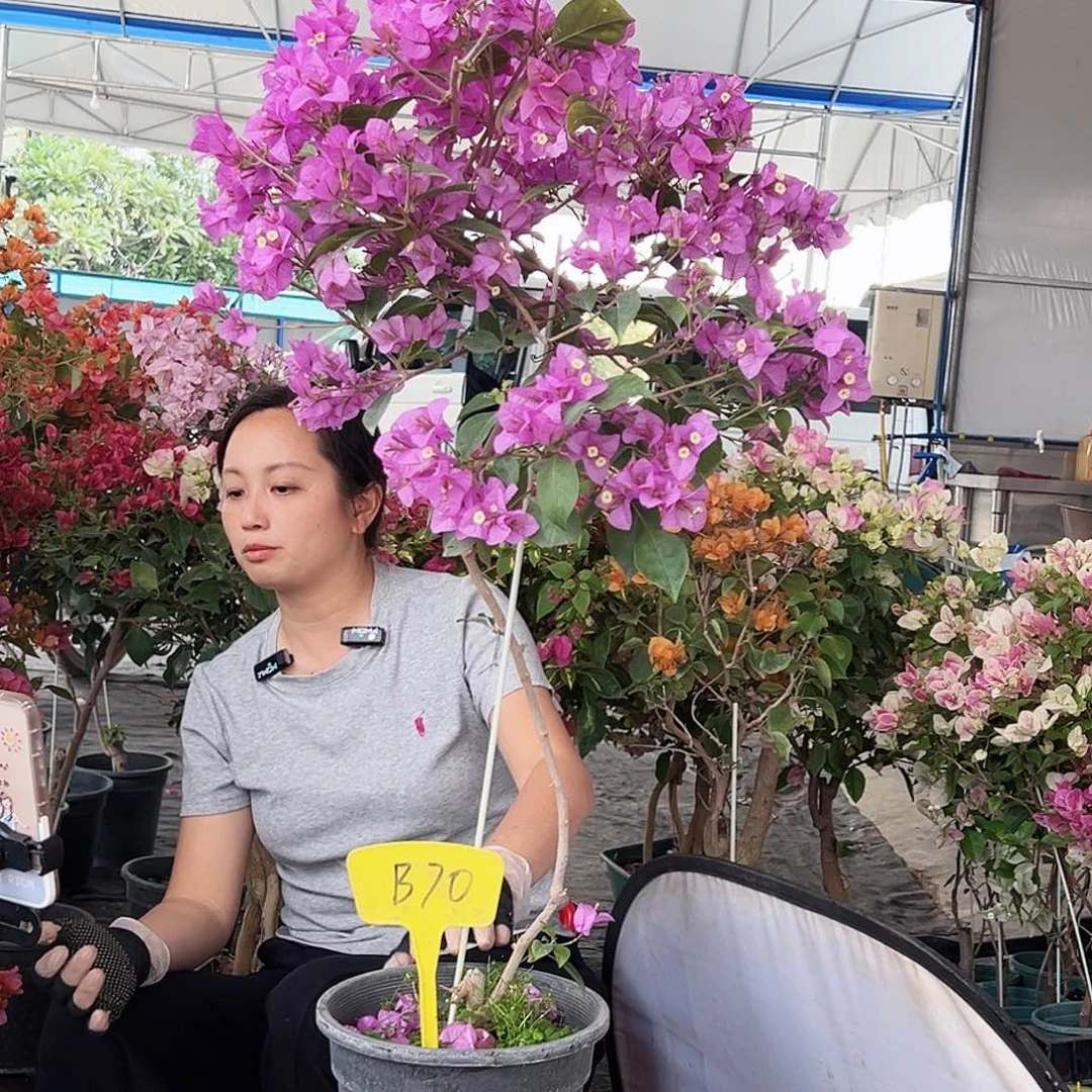 素***雅大部分花苞少量开放B70棒棒糖