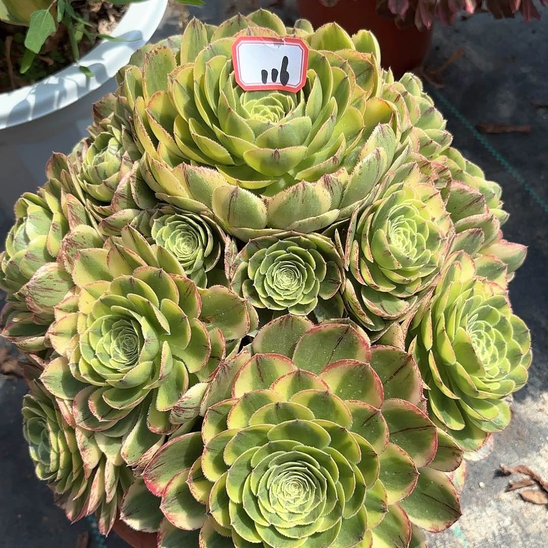 116白玉盘多肉植物绿植