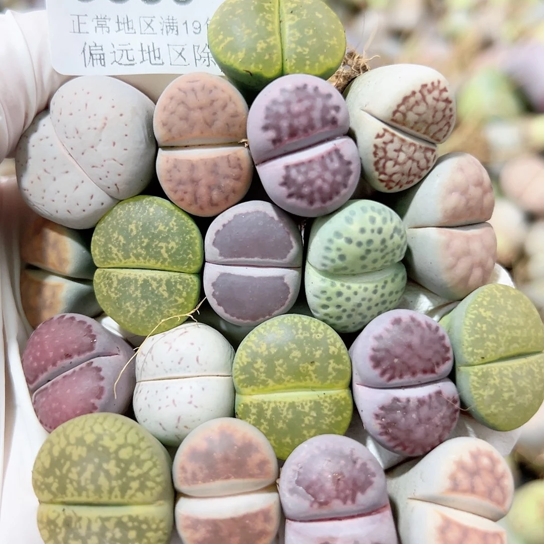 5857 好养易活生石花大母本19个