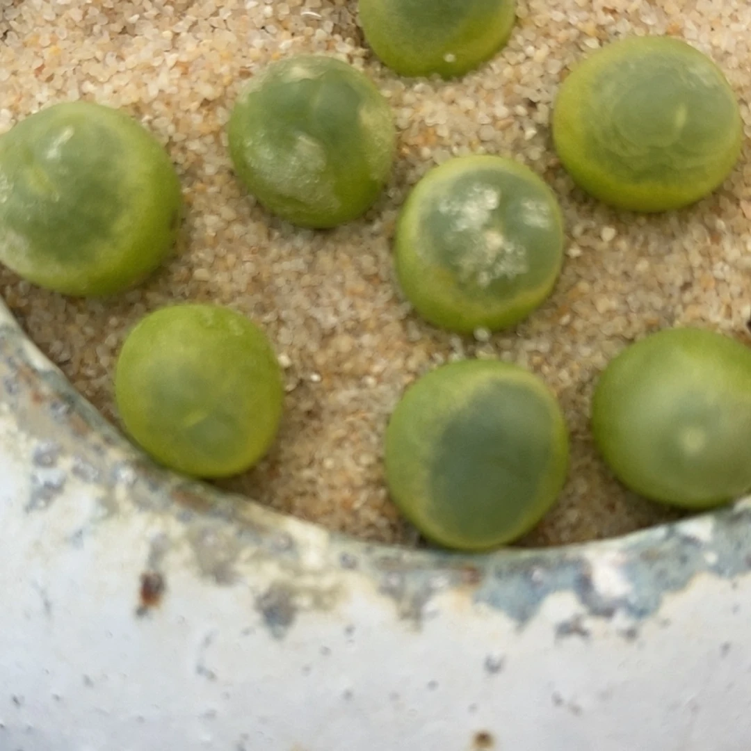 29132紫皮拉登一颗。