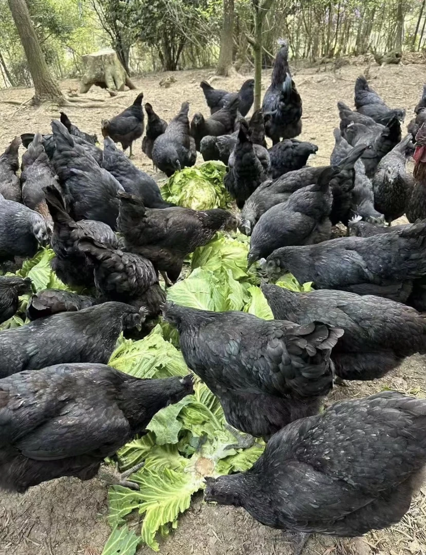 五黑绿壳蛋鸡 肉好吃生鲜鲜嫩发货1.5斤左右 包冰率不含冰