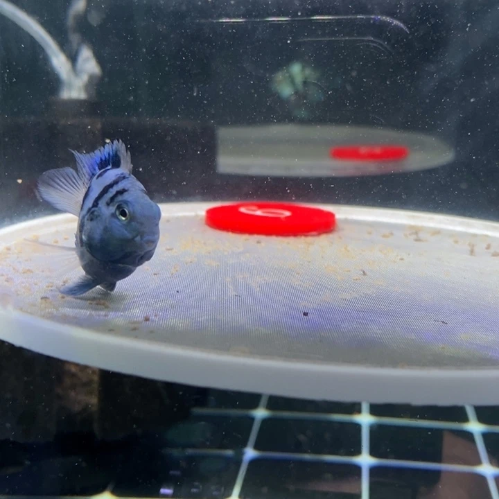 荷***色鹦鹉鱼宝蓝母鱼一条