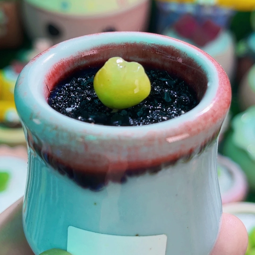 027拉登cm连盆带土包邮