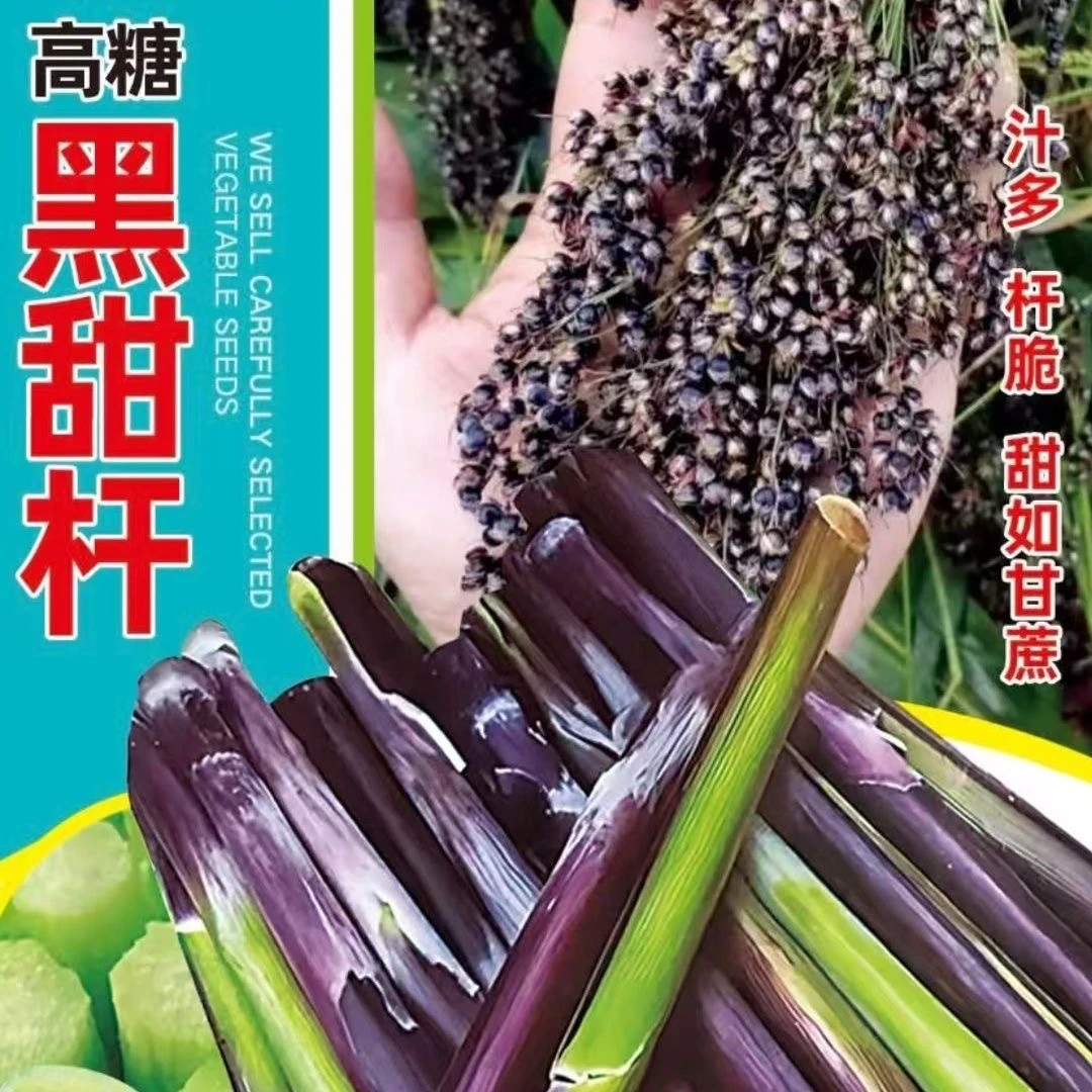 【春播新种】清甜爽口黑甜杆四季可种植南北种植甜杆种子wt商品图