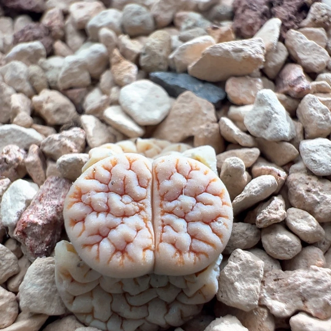 672。青蛙优选189