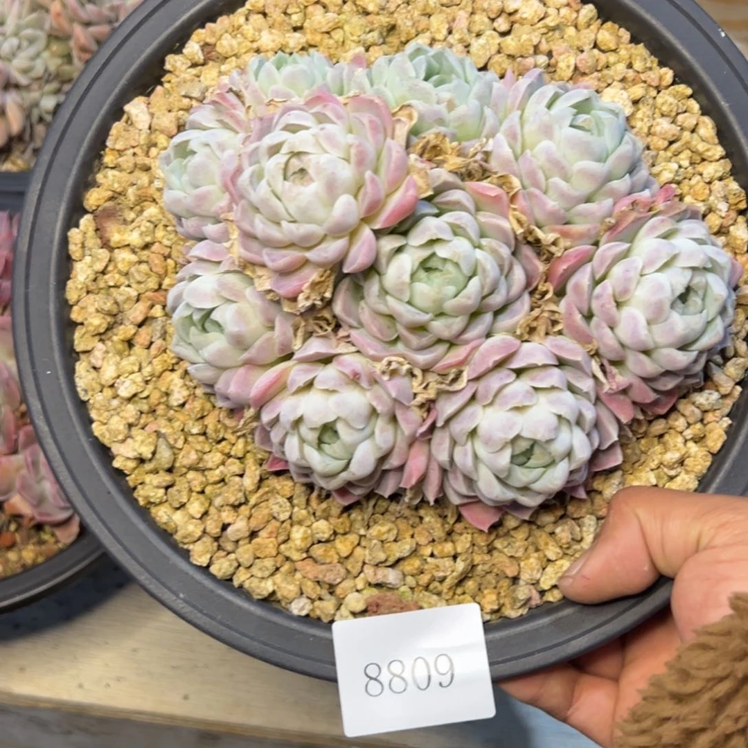 是***?8809多肉多的多多多的