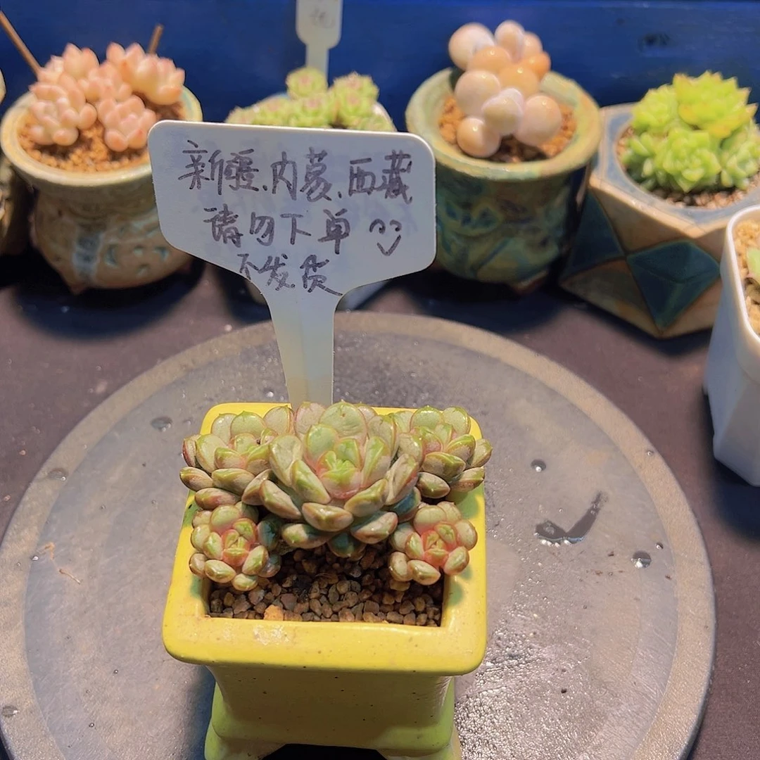 姬葡萄，多肉植物，