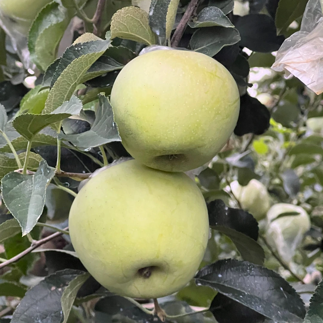 山东青森明月苹果 脆甜爽口 新鲜应季水果山东省