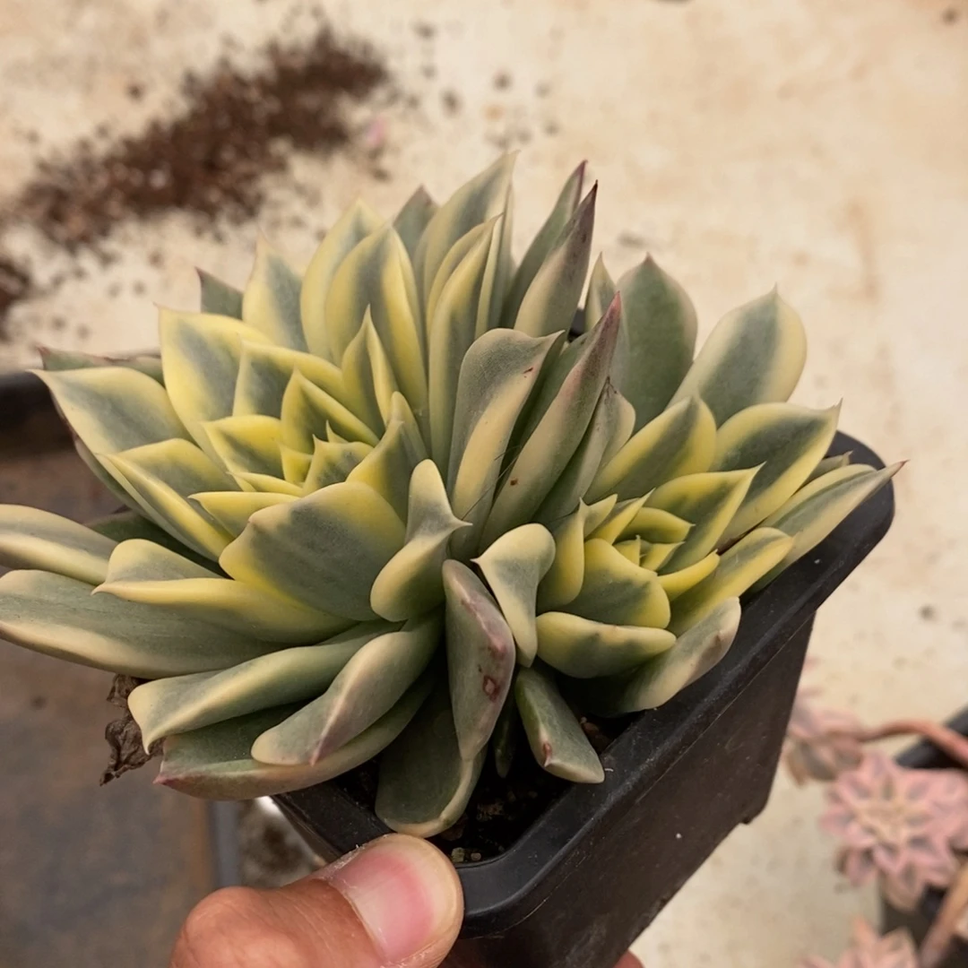 飘***零海浪多肉植物7284