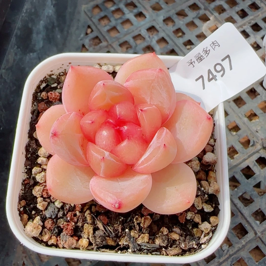 璇玑珍妮，7497多肉植物