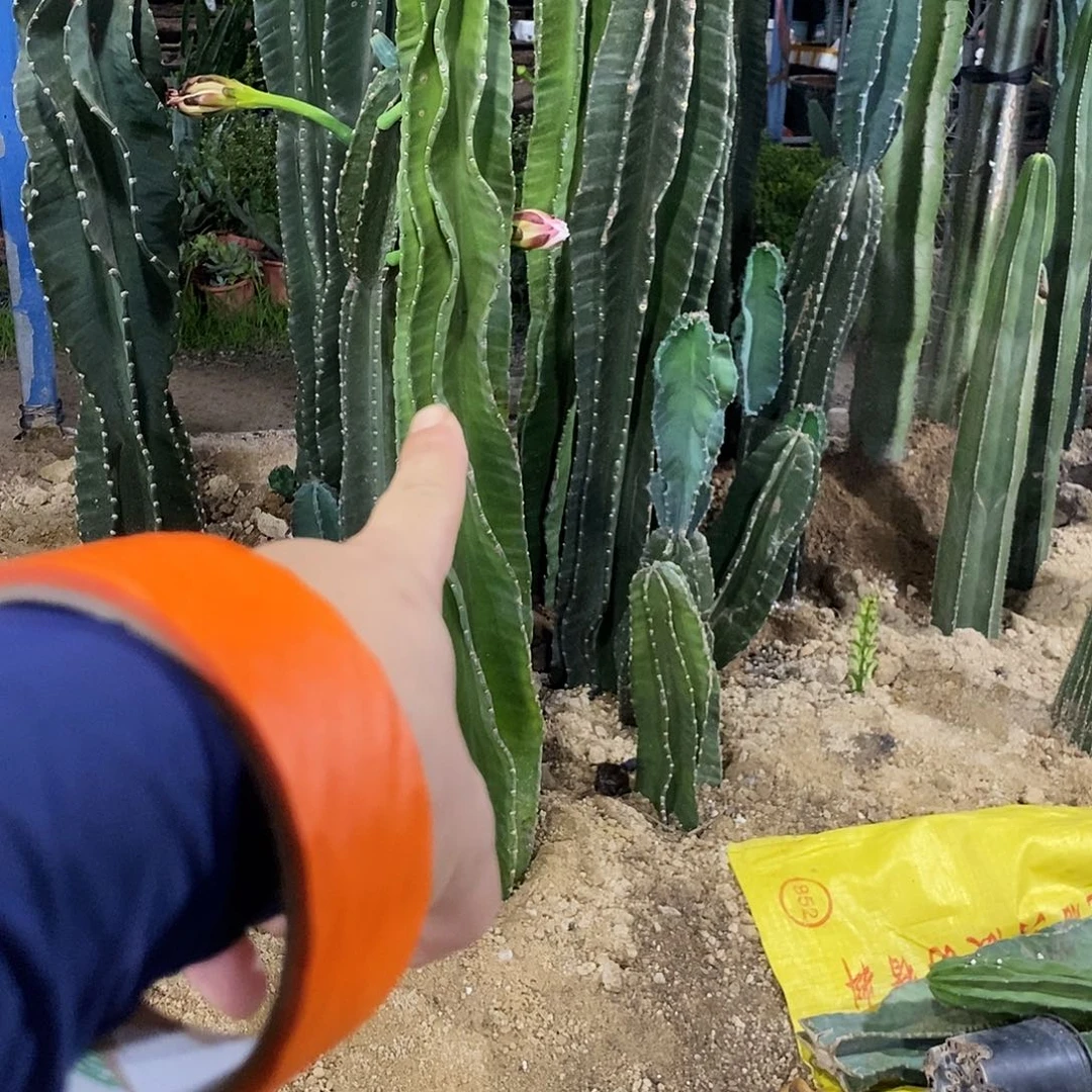 无花朵开****师000000000000000