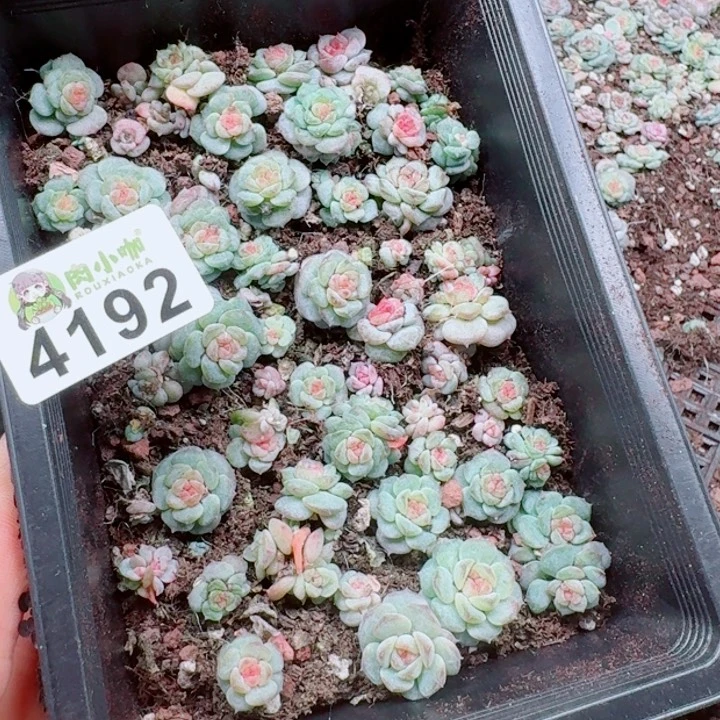 烟***。多肉植物多肉植物