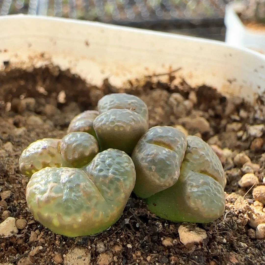 6224 大白多肉植物园