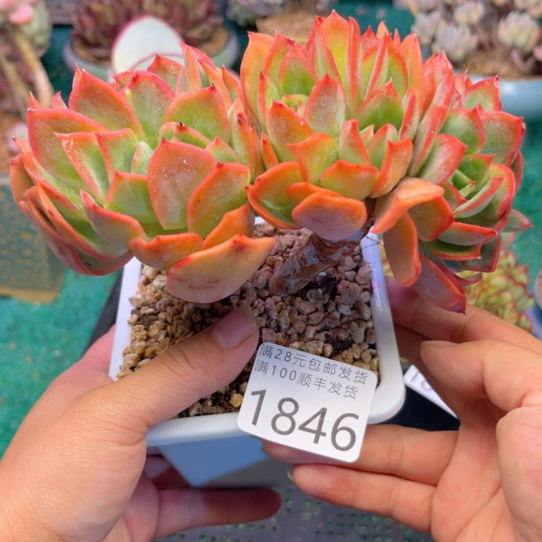 大1846；bxbcvvbbdhgh