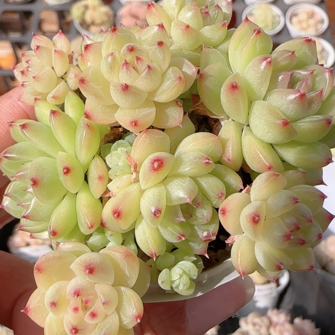 花语多肉1221-298