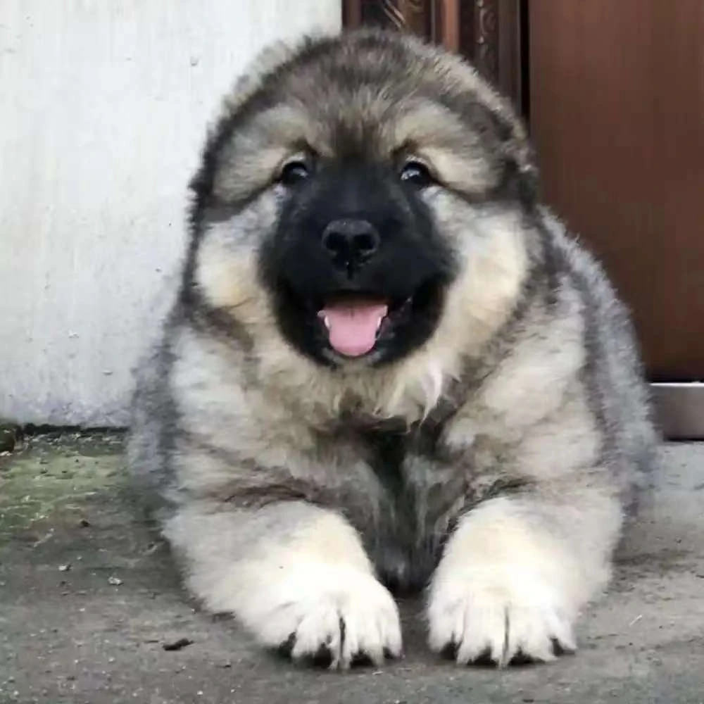 【三姐家的高加索】宠物活体幼体高加索巨型犬