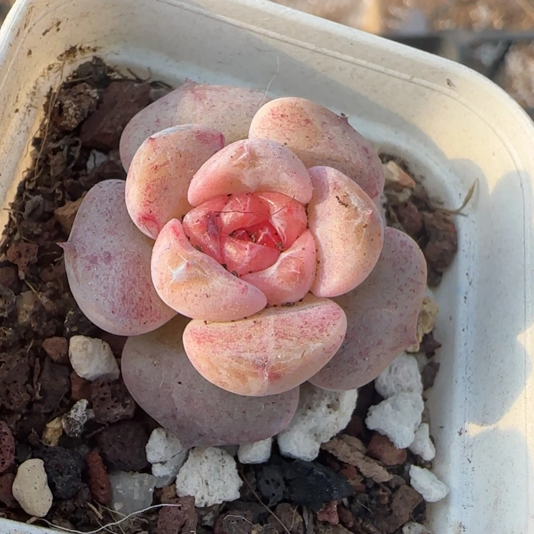 小卡拉米糖心一物一拍