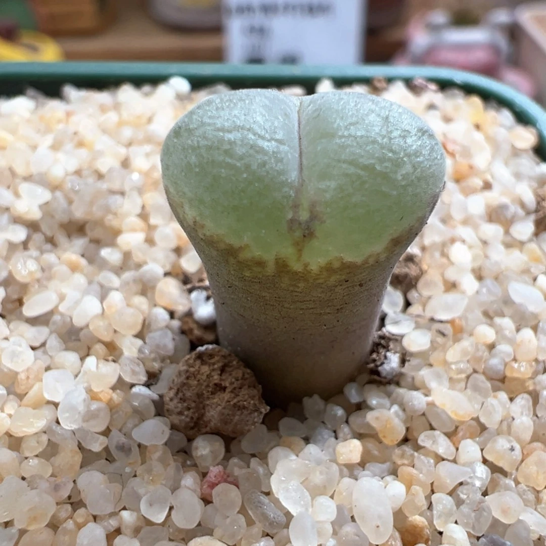 879。青蛙种源安格尼斯