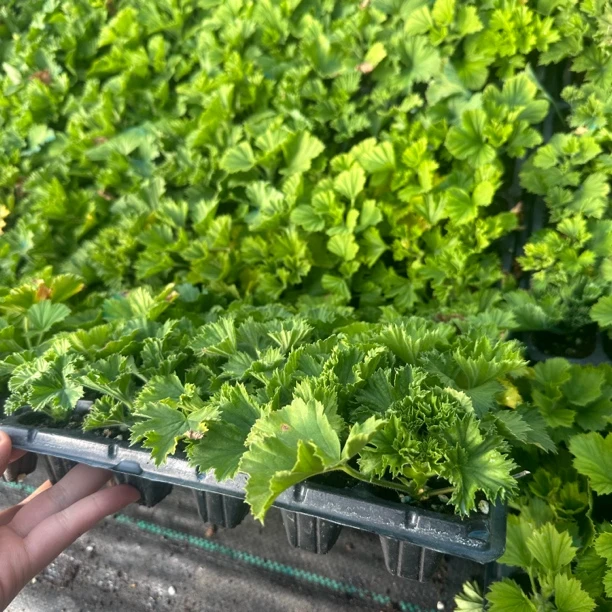 蝴蝶梅穴盘苗六颗六色（品种随机发货）