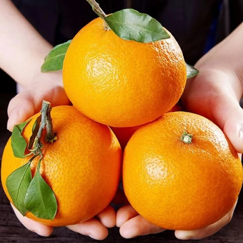 现摘四川三溪金堂脐橙新鲜大果整箱批发当季水果皮薄多汁手剥橙子