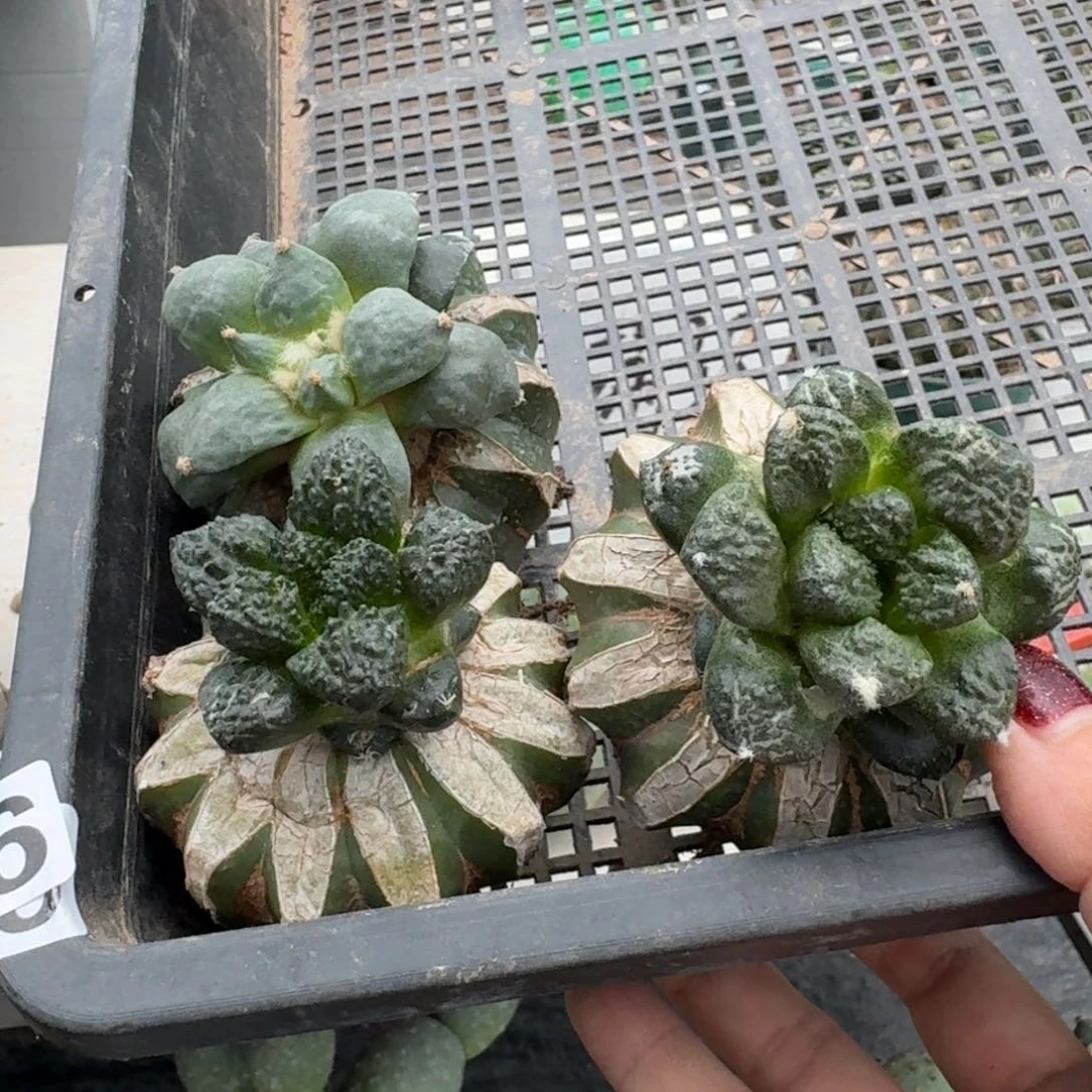 【闪购商品】无花朵三颗福利苗接牡丹926