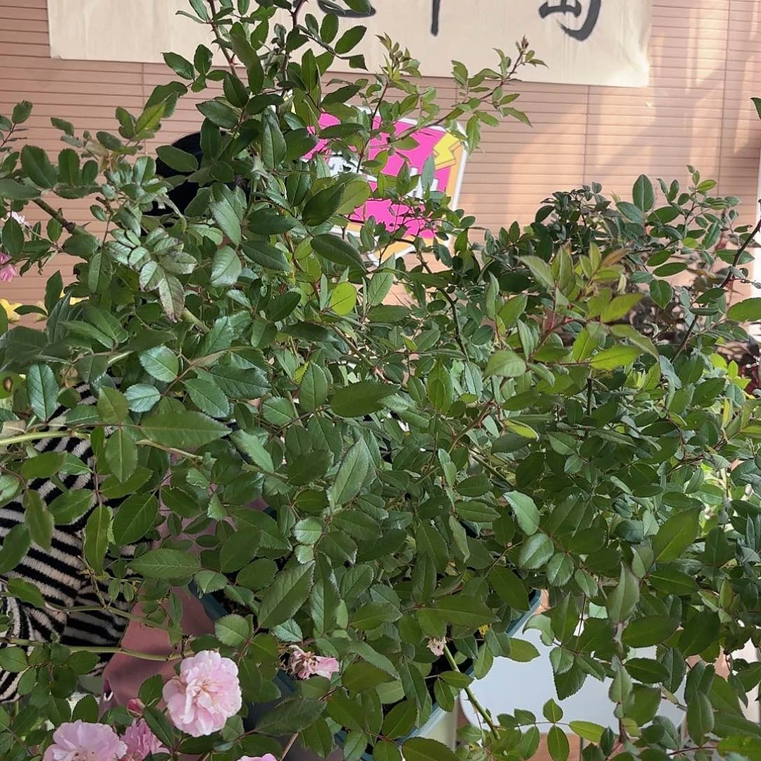 呼吸香水3加仑扦插苗