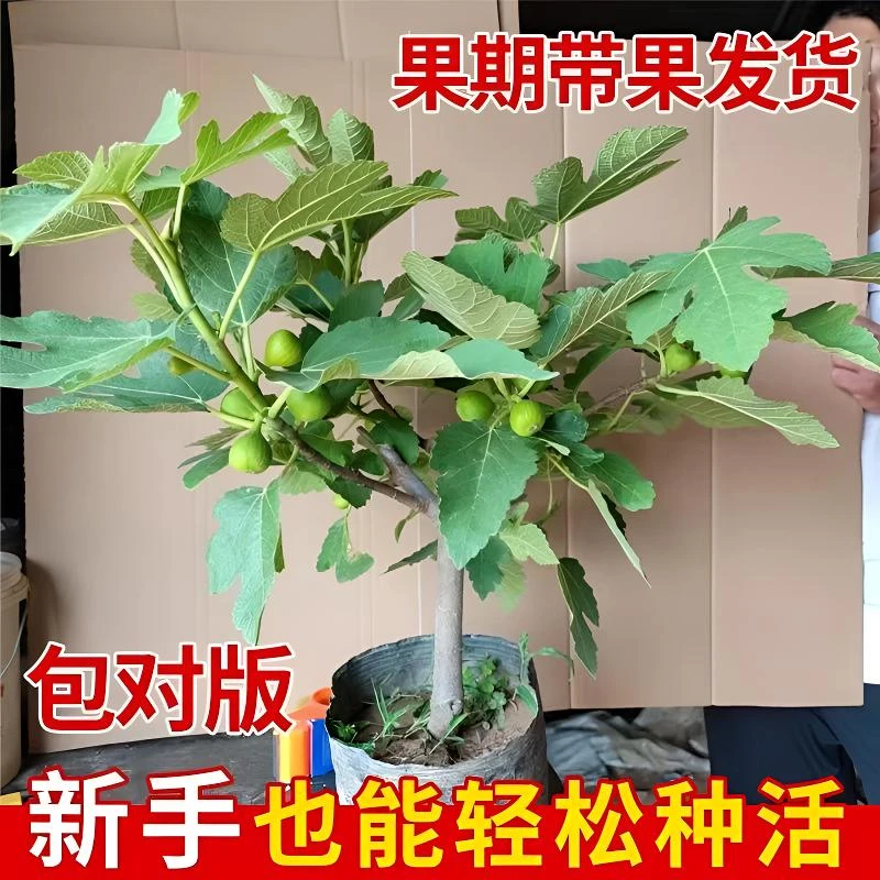 无花果树苗特大果波姬红青皮南方北方带过盆栽地栽当年结果高成活