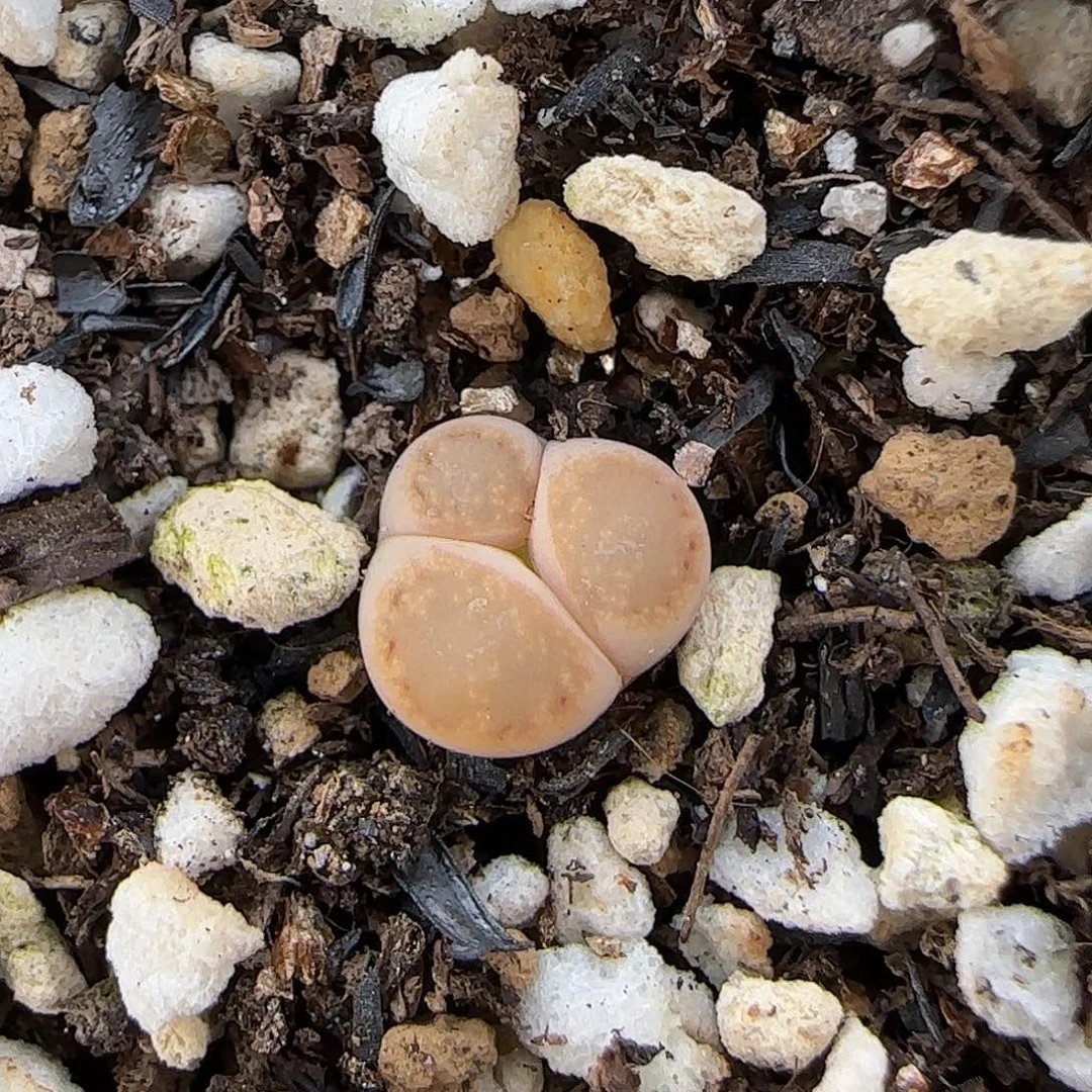 11.20. 216饼干.9092鼻噶