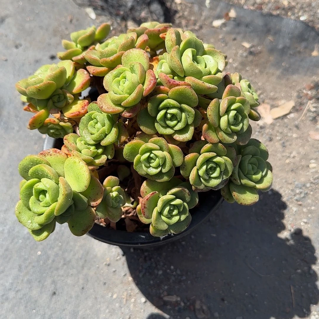 百合丽丽大号多肉植物