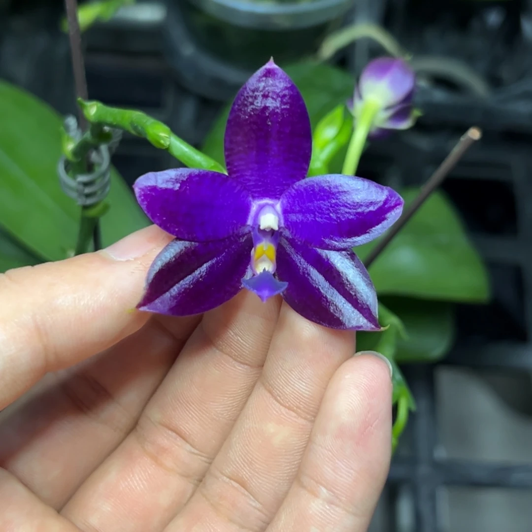 完全开放l015三寸ys1230