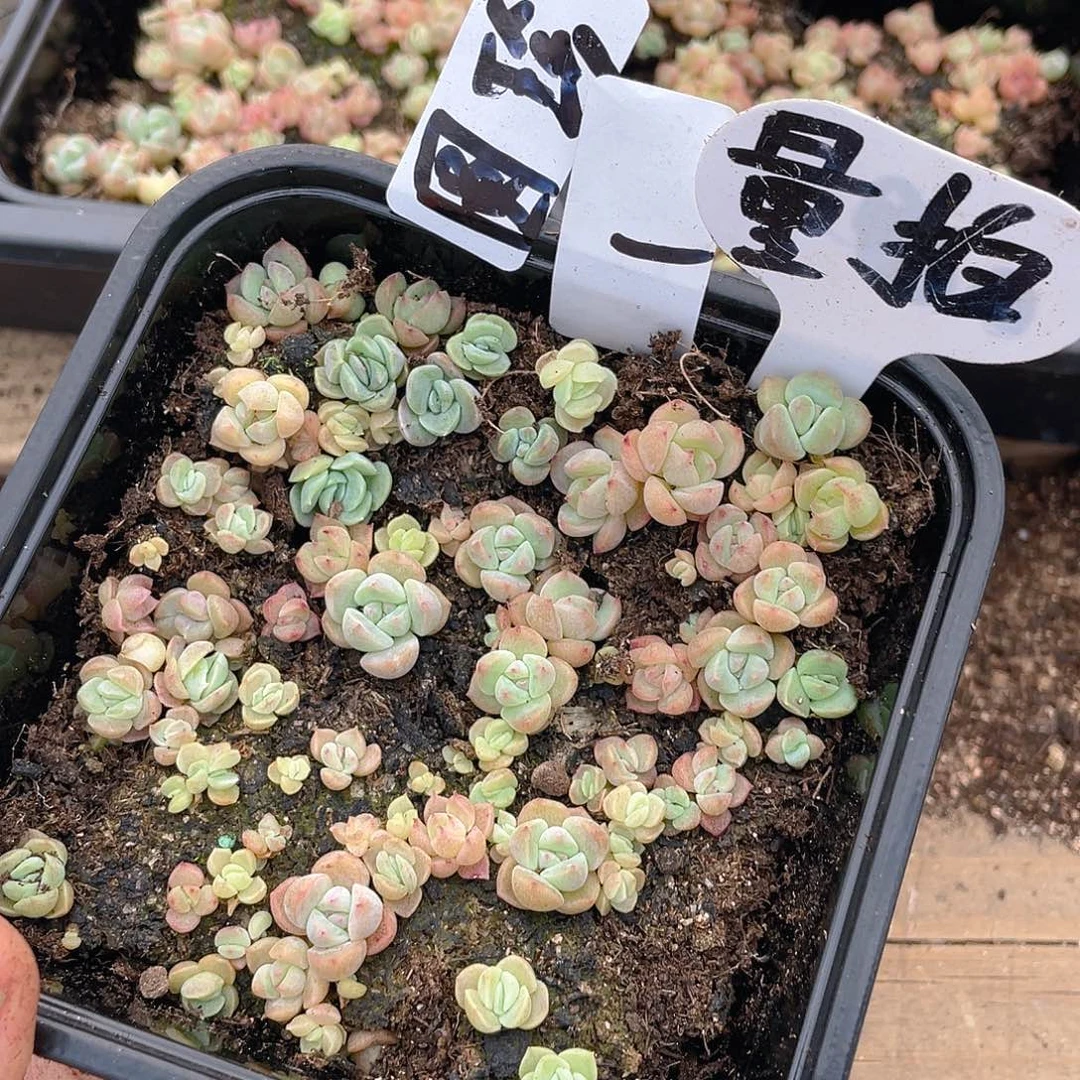 量拍多肉植物多肉植物1