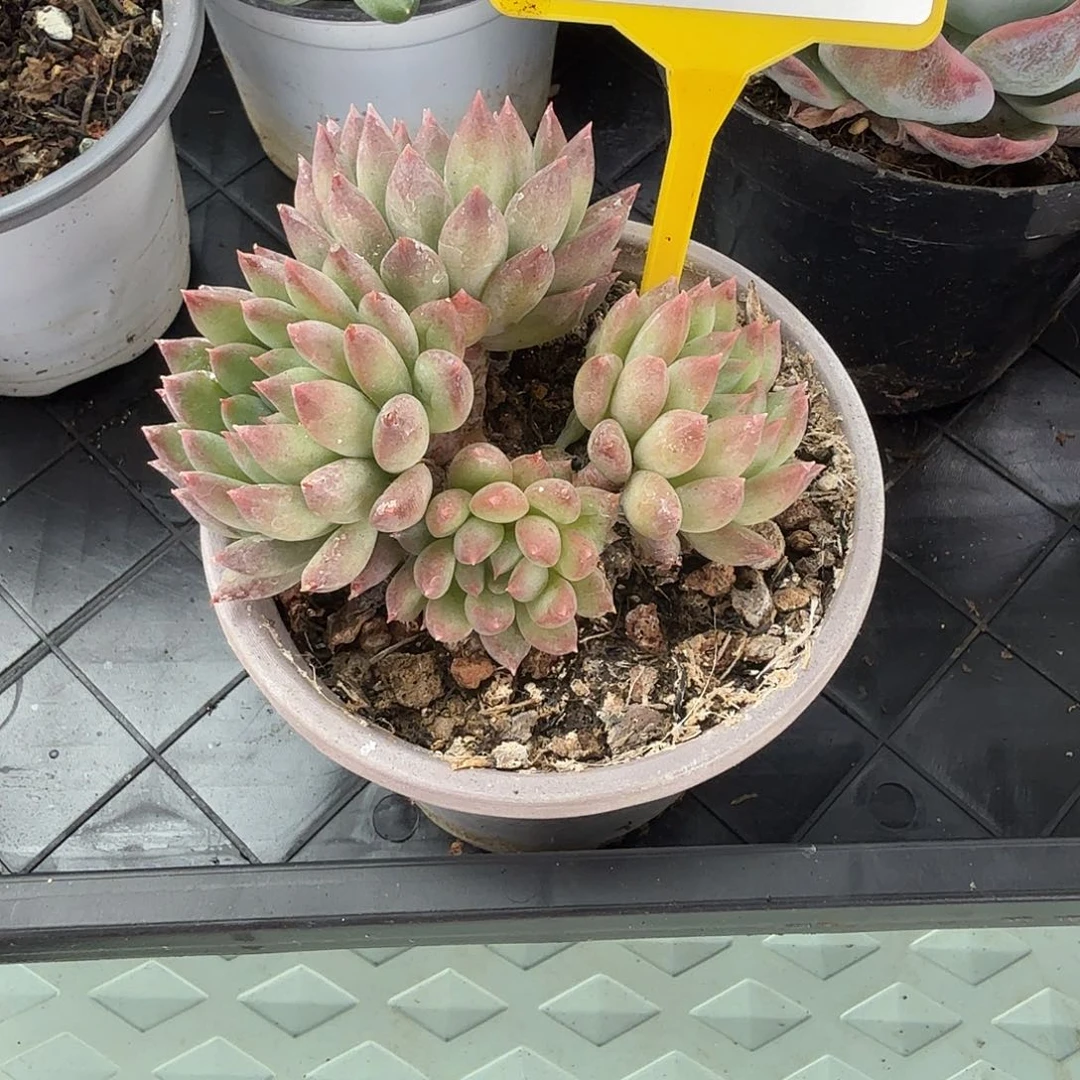 多肉植物萌多利美人870
