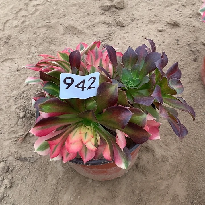 无花朵942女巫花脸中