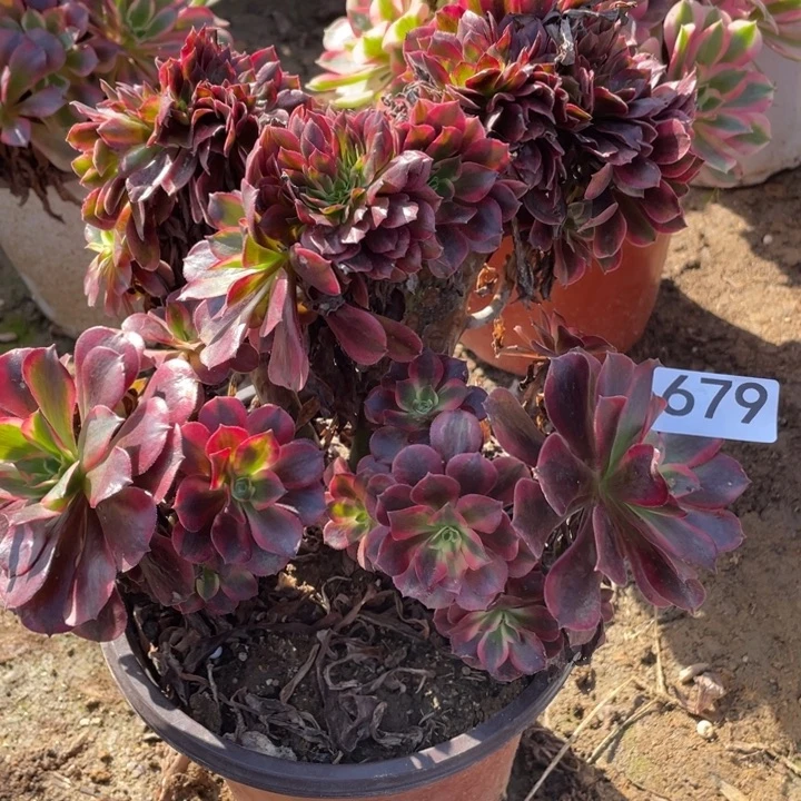 无花朵679对肉植物美杜莎缀