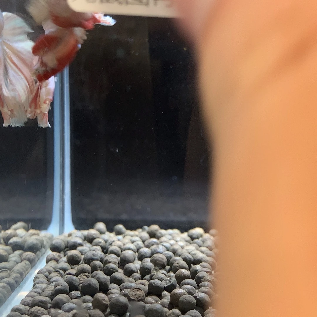 大***种斗鱼七弟泰国斗鱼58