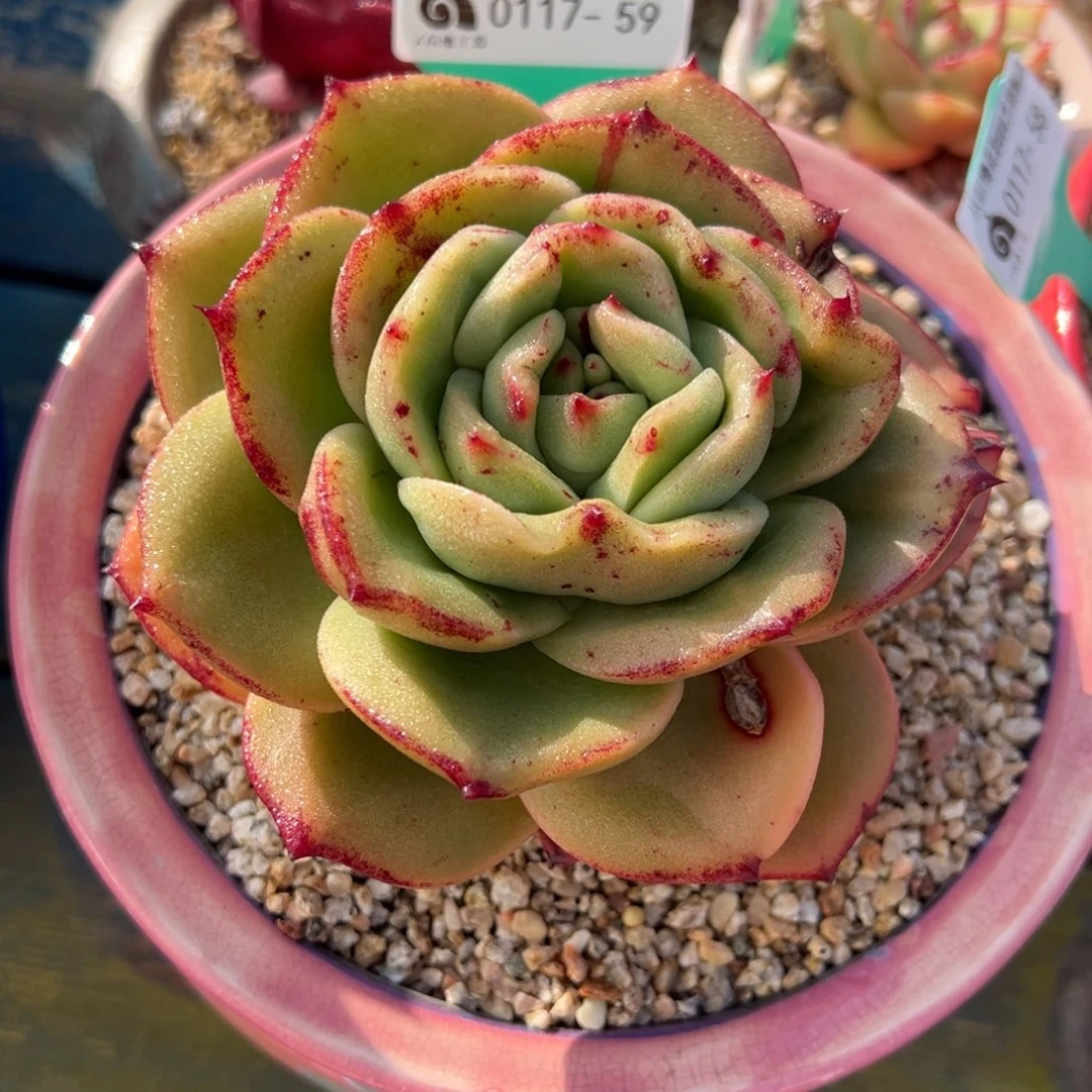 从前慢多肉精选编号0117.59