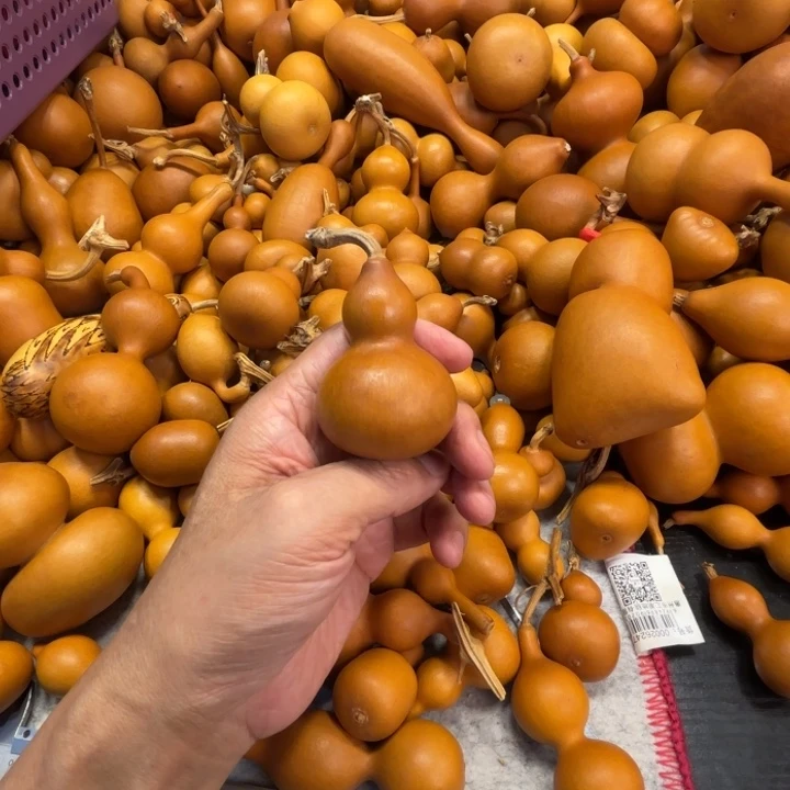 N***u妞妞的一把紫皮紫皮铁包金葫芦
