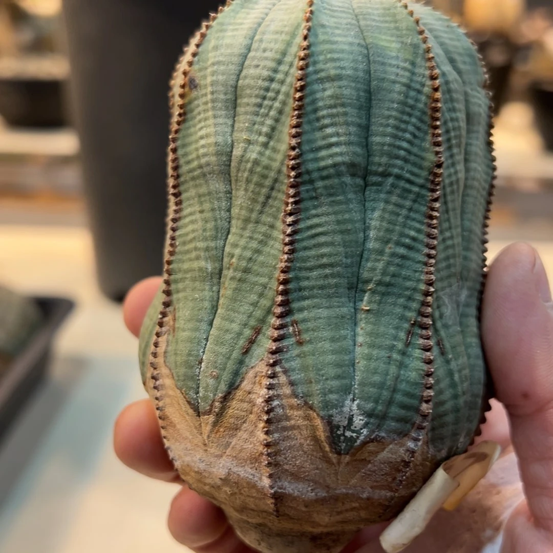 ?**?407布纹球脱土发货