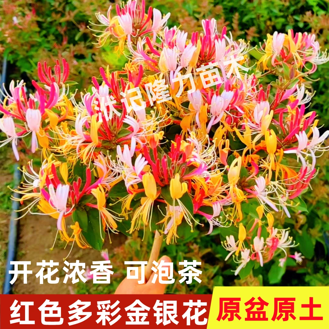 四季红色金银花树苗耐寒盆栽地栽小院阳台南北方种植浓香花卉绿植