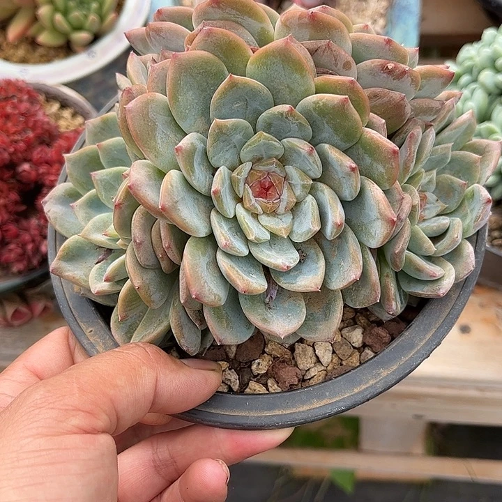 多肉植物一物一拍
