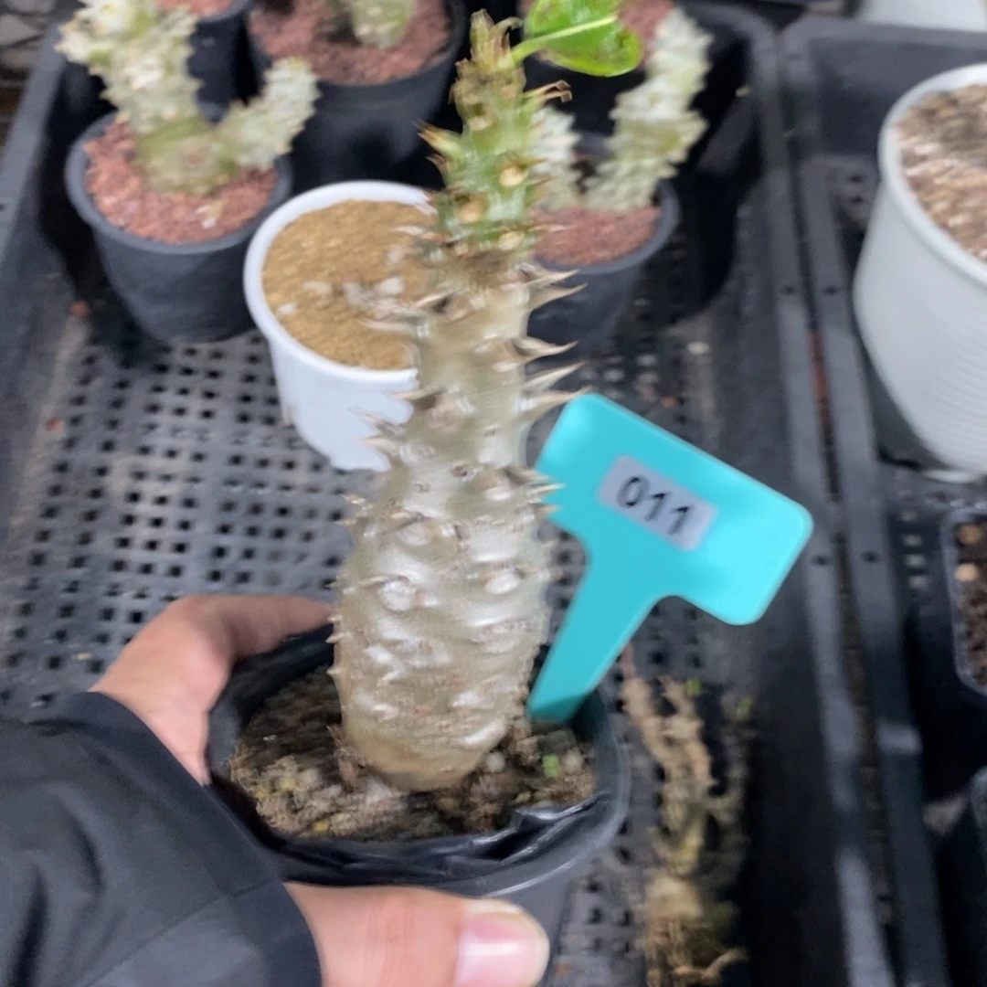 温莎瓶干多肉植物