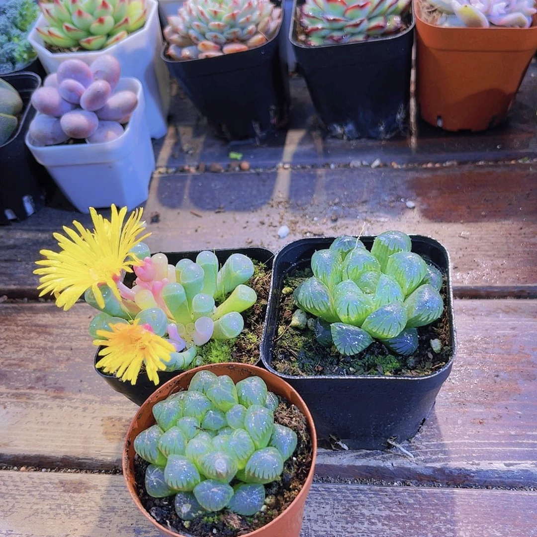 五十锦➕姬雨露➕冰灯