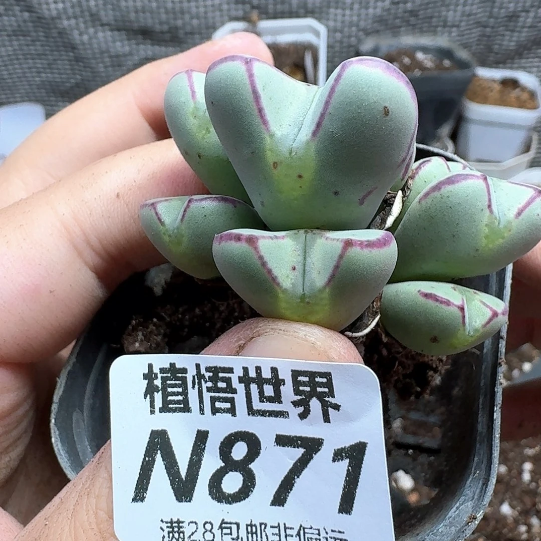 多肉植物的润泽发布b