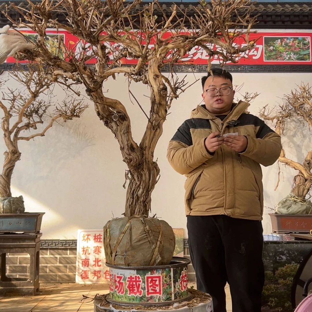 无花朵金银花88855555555555522