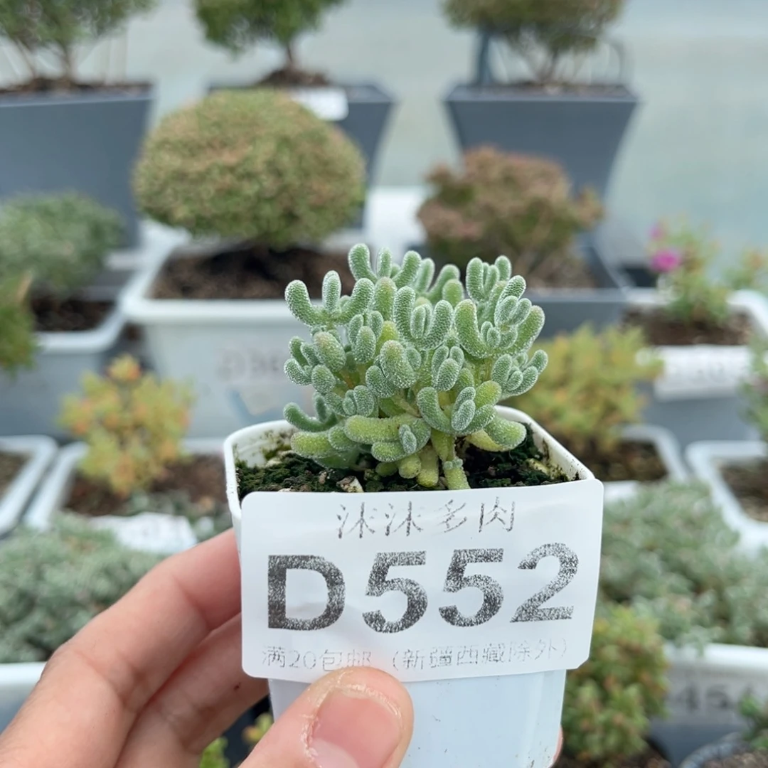 葡****?552冰晶枝干番杏