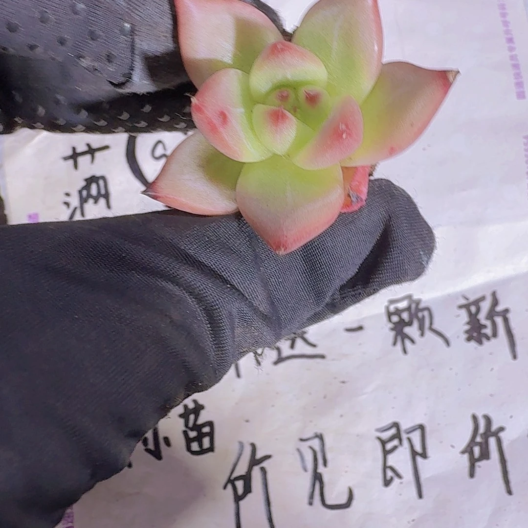 红颜蜜语两米三颗